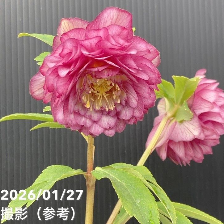 一点物】加藤農園 多弁系ゴールドクリスマスローズ ディオーネ 4.5号