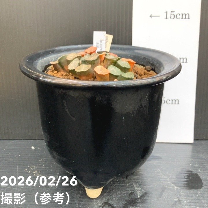 現品お届け】ハオルチア 玉扇 4号 陶器鉢仕様（3）｜観葉10-TU | 観葉
