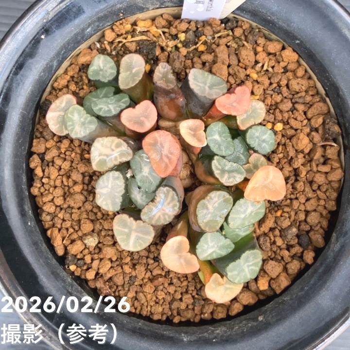 現品お届け】ハオルチア 玉扇 4号 陶器鉢仕様（3）｜観葉10-TU | 観葉