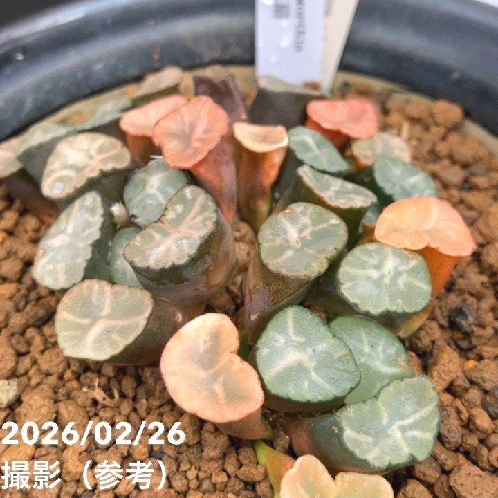 【現品お届け】ハオルチア 玉扇 4号 陶器鉢仕様(3)|観葉10-TU