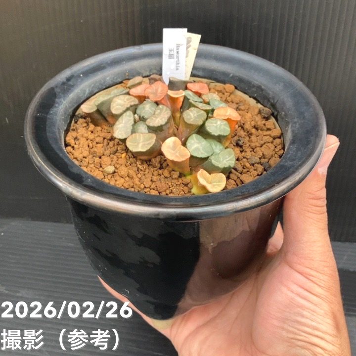 現品お届け】ハオルチア 玉扇 4号 陶器鉢仕様（3）｜観葉10-TU | 観葉
