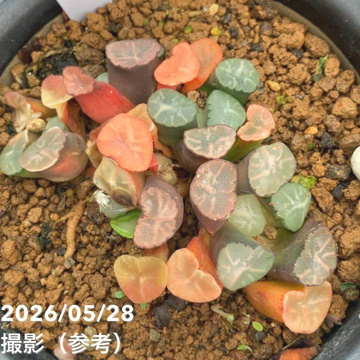 現品お届け】ハオルチア 玉扇 4号 陶器鉢仕様（3）｜観葉10-TU | 観葉