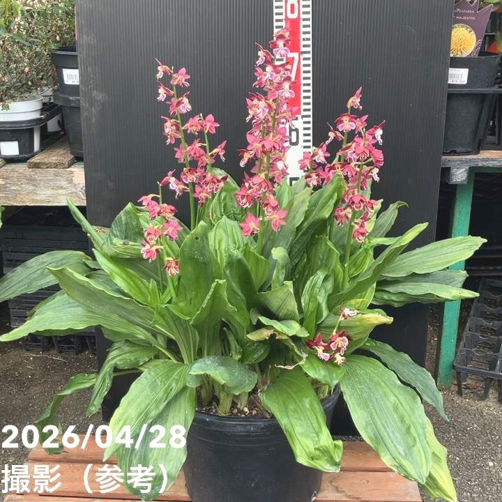 現品お届け】エビネ 9号（14）｜洋蘭04-PA | 草花,洋ラン | 赤塚植物園