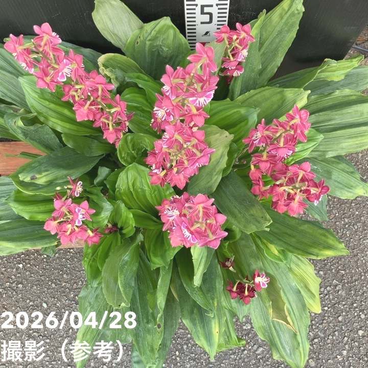 現品お届け】エビネ 9号（14）｜洋蘭04-PA | 草花,洋ラン | 赤塚植物園