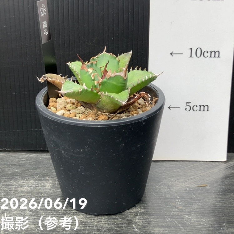 アガベ 3.5号 龍牙｜観葉10-TU | 観葉・多肉,アガベ | 赤塚植物園