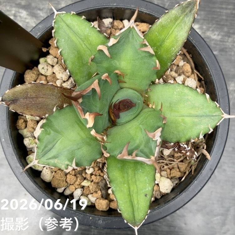 アガベ 3.5号 龍牙｜観葉10-TU | 観葉・多肉,アガベ | 赤塚植物園