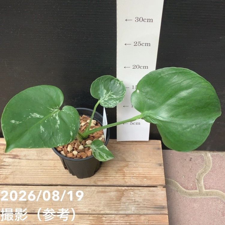 現品お届け】森尾花園 モンステラ バルバソー 4号（M05）｜観葉04-PA