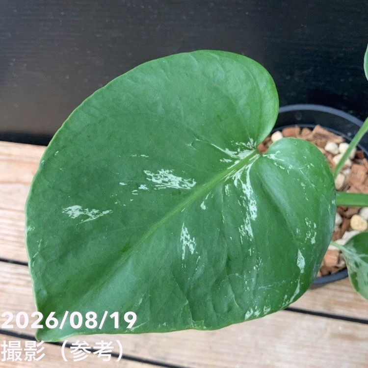 現品お届け】森尾花園 モンステラ バルバソー 4号（M05）｜観葉04-PA
