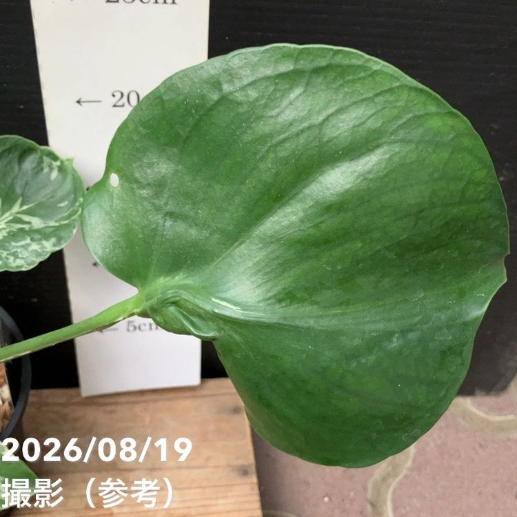 現品お届け】森尾花園 モンステラ バルバソー 4号（M05）｜観葉04-PA