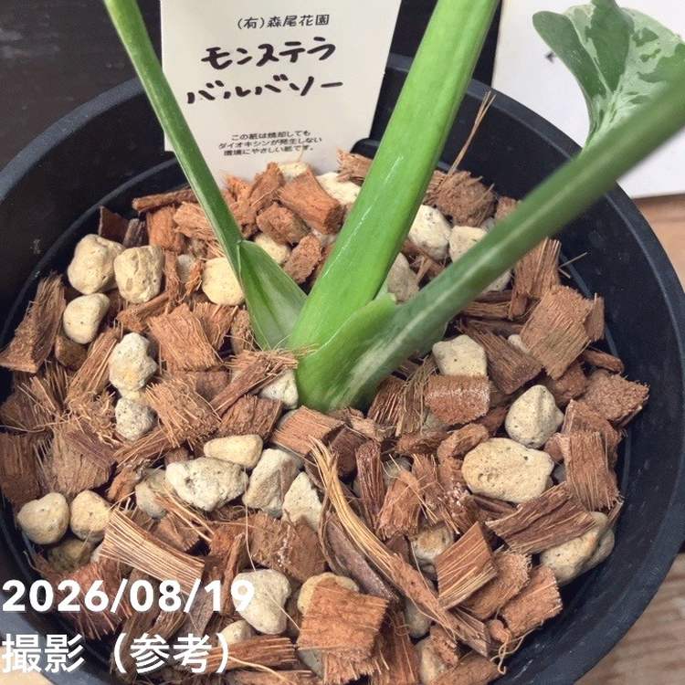 現品お届け】森尾花園 モンステラ バルバソー 4号（M05）｜観葉04-PA