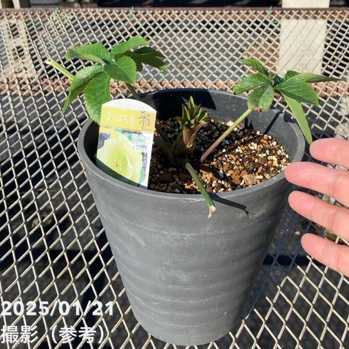 クリスマスローズ 開花実績株 小輪レインボーhyb kagoen-nursery_25crb163