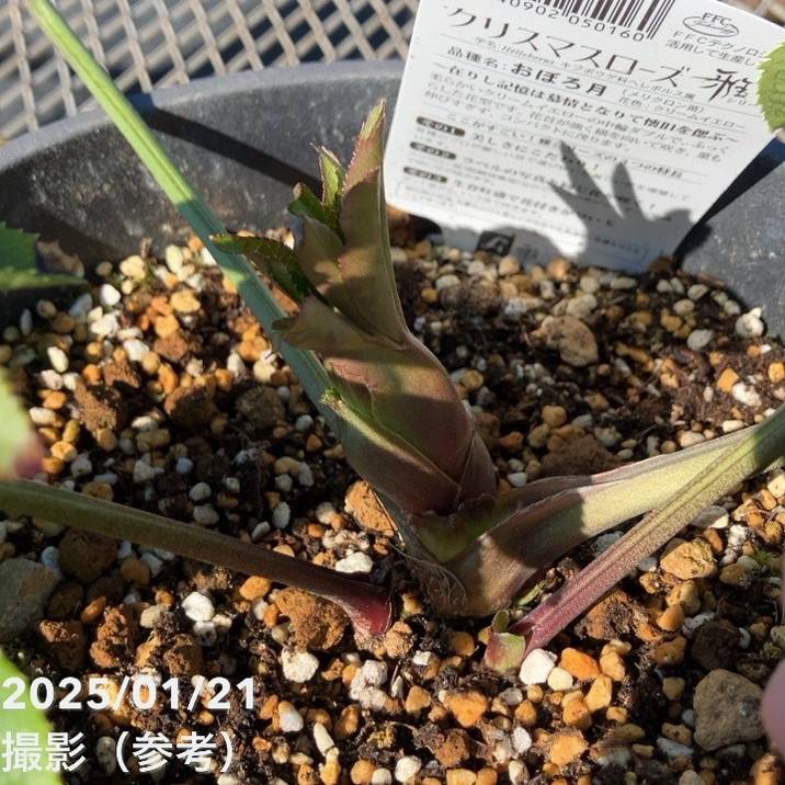 期間限定10％OFF！】【数量限定開花見込株】クリスマスローズ 伊勢