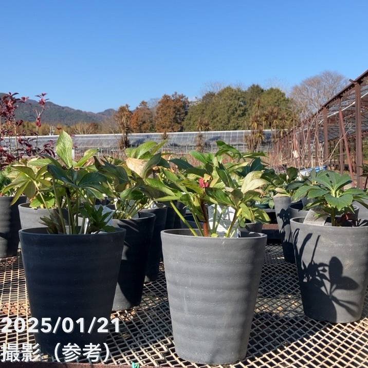 数量限定開花見込株】クリスマスローズ 伊勢みやび 7号 おぼろ月｜山野