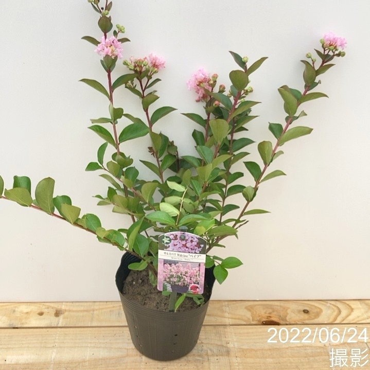 7回も 繰り返し咲く花あふれる サルスベリ Withlove ベイブ 5号ポット苗 Opa お届けに10日程度かかる場合がございます 花木 庭木 サルスベリ 赤塚植物園オンライン 花の音