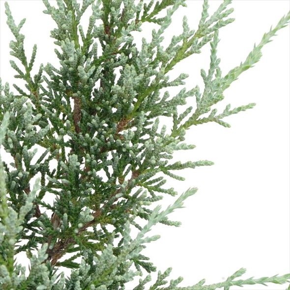 常緑 這性 はいせい コニファー ヒュージス タナカ すべての商品 赤塚植物園オンライン 花の音 常緑 這性 はいせい コニファー ヒュージス タナカ すべての商品 赤塚植物園オンライン 花の音