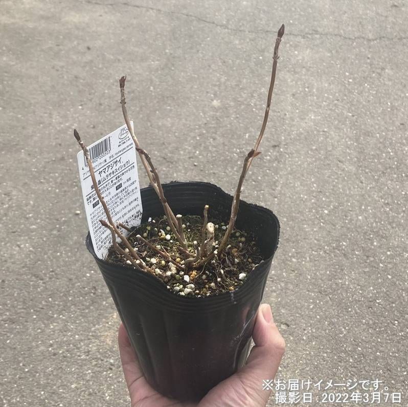 ヤマアジサイ 4号 土佐のまほろば トサノマホロバ（25）｜草花01-D1