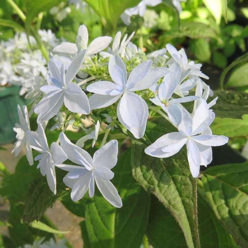 ヤマアジサイ 4号 土佐のまほろば トサノマホロバ（25）｜草花01-D1