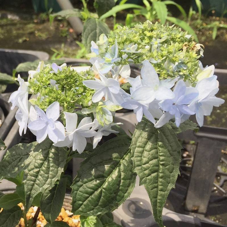 ヤマアジサイ 4号 土佐のまほろば トサノマホロバ（25）｜草花01-D1