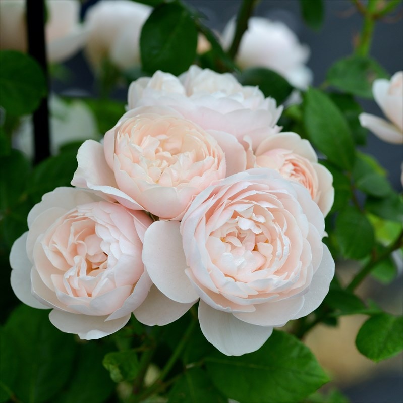 Para…..Beach バラ苗 バラ大苗 ブリーズ 7号 Delbard デルバール｜花木04-PA | 花木