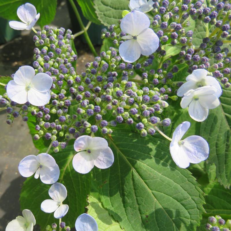 ヤマアジサイ 4号 紫雲 シウン（14）｜草花01-D1 | 赤塚植物園自社農場