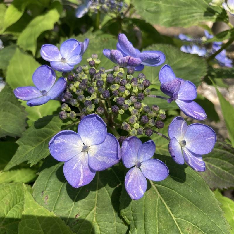 ヤマアジサイ 4号 紫雲 赤塚植物園自社農場 ヤマアジサイ 赤塚植物園オンライン 花の音