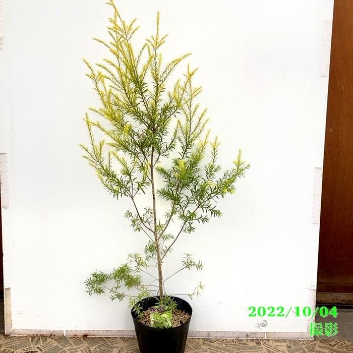 メラレウカ レボリューション ゴールド 6号大株 ※お届けに10日