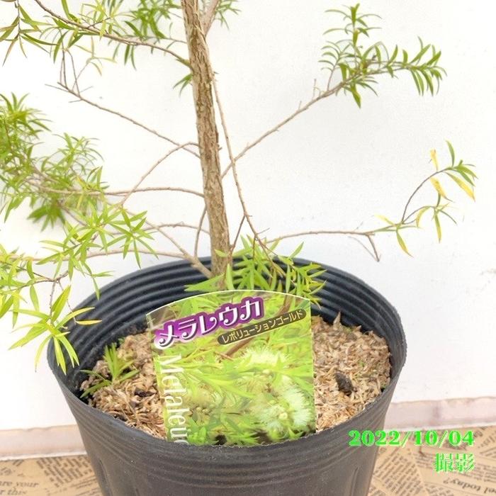 メラレウカ レボリューション ゴールド 6号大株 ※お届けに10日程度かかる場合がございます。|花木10-TN