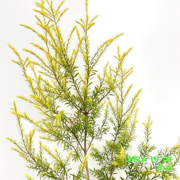 メラレウカ　レボリューションゴールド　大型 メラレウカ レボリューションゴールド 大型 楽天市場