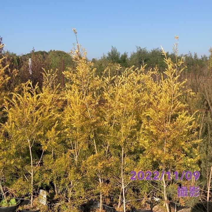 メラレウカ レボリューション ゴールド 6号大株 ※お届けに10日