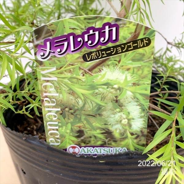 メラレウカ レボリューション ゴールド 6号大株 ※お届けに10日程度かかる場合がございます。|花木10-TN
