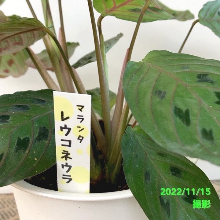 マランタ レウコネウラ 4号 鉢色おまかせ｜観葉04-PA | 観葉・多肉