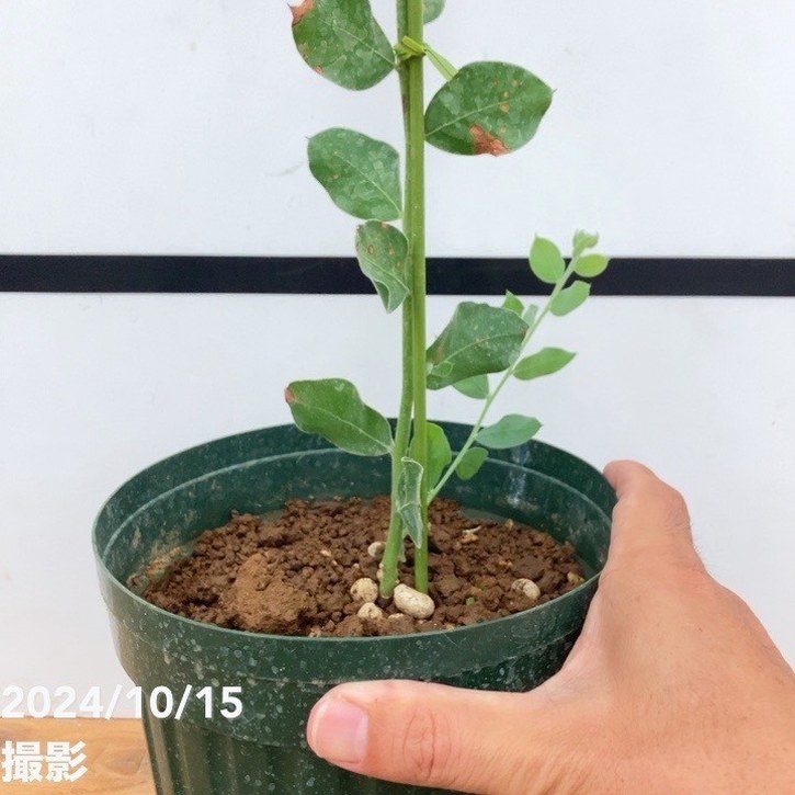 ユキヤナギ　抜き苗 雪柳 ユキヤナギ ゆきやなぎの苗 抜き苗。土の上約15センチ 鉢植え毎