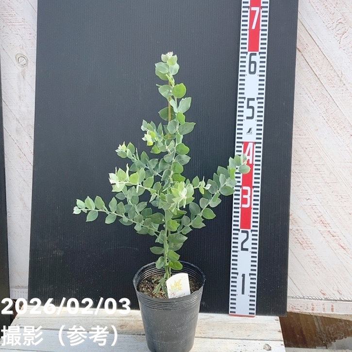 パールアカシア（アカシア・ポダリリーフォリア）5号｜花木04-PA