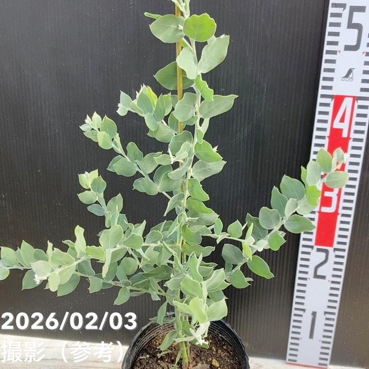 パールアカシア（アカシア・ポダリリーフォリア）5号｜花木04-PA