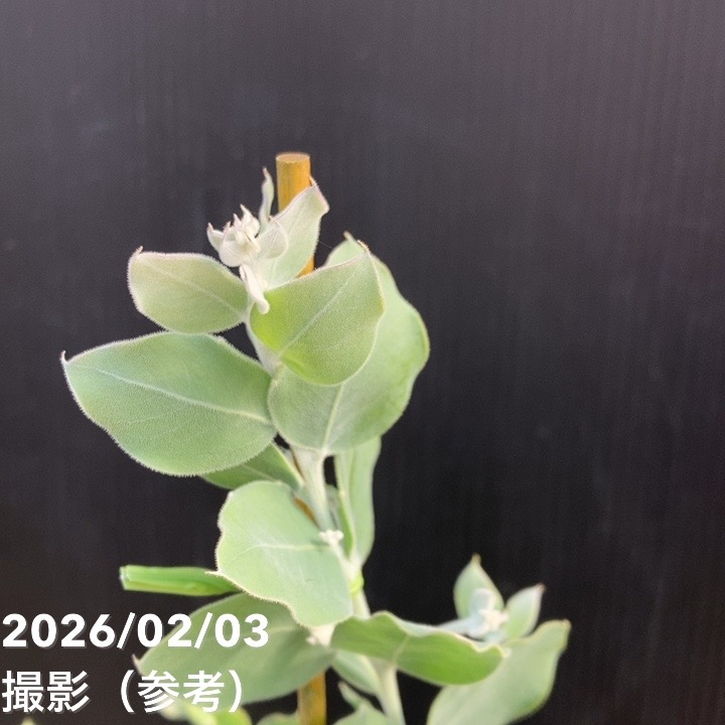 パールアカシア（アカシア・ポダリリーフォリア）5号｜花木04-PA