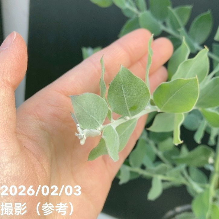 パールアカシア（アカシア・ポダリリーフォリア）5号｜花木04-PA