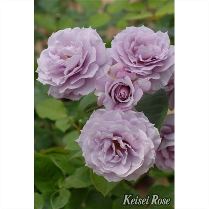 バラ大苗 ノヴァーリス 6号 京成バラ園芸｜花木04-PA | 花木・庭木