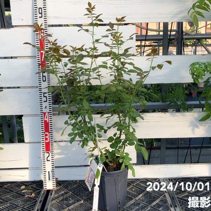 バラ大苗 ノヴァーリス 7号 京成バラ園芸｜花木04-PA | 花木・庭木