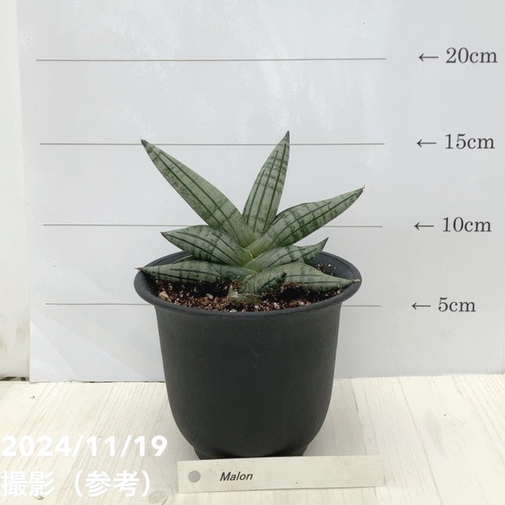 サンスベリア 3.5号 マロン Malon（子株）黒プラ鉢｜観葉02-D2 | 観葉