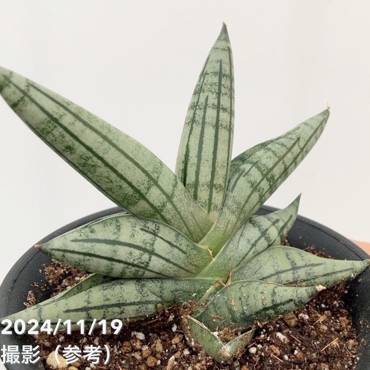 YAMA様専用 ベンガレンシス+アグラオネマ＋水耕栽培の