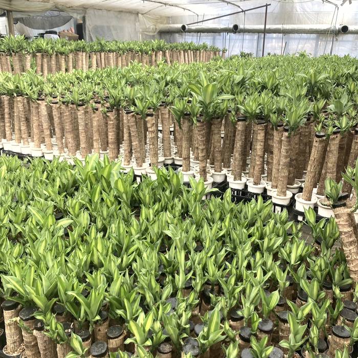 ドラセナマッサンゲアナ　苗木　鉢付き　3本仕立て　幸福の木 観葉植物 幸福の木 ドラセナ マッサンゲアナ（8号鉢