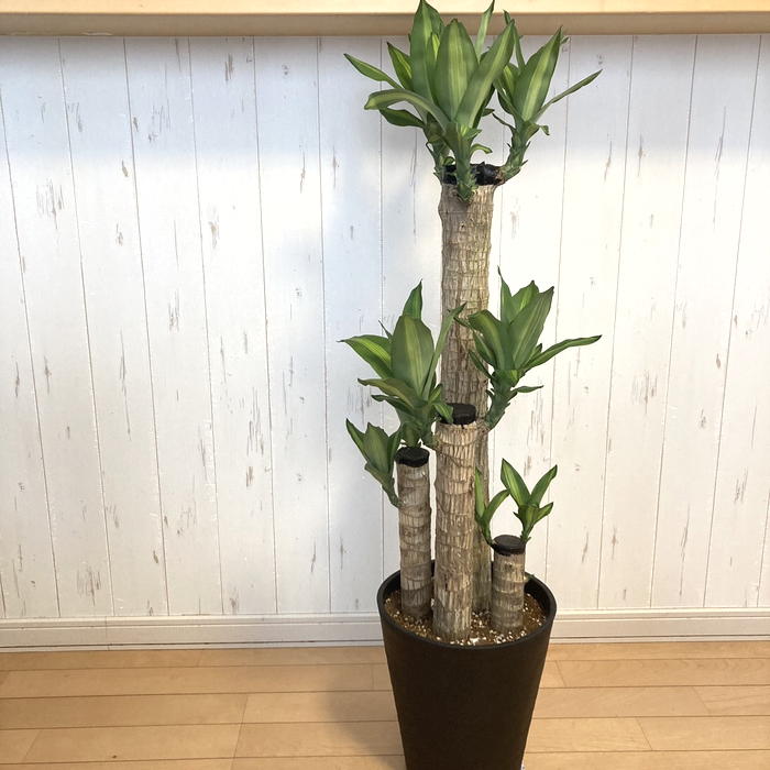 幸福の木 ドラセナ・マッサンゲアナ 8号 4本植え 受け皿付き