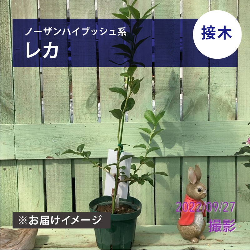 ブルーベリー ノーザンハイブッシュ系 レカ（接木苗）4.5～5号｜果樹04