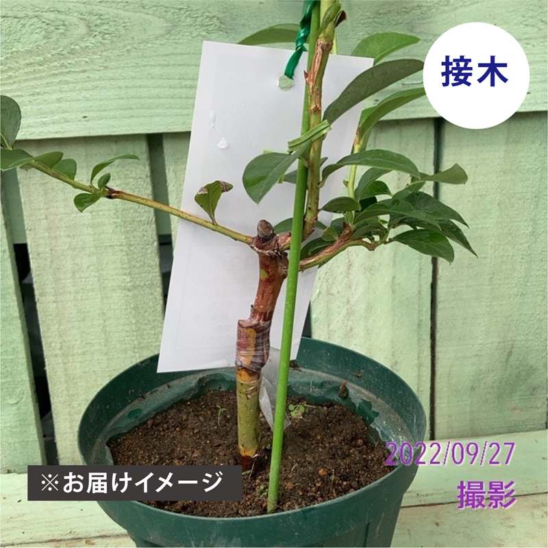 ブルーベリー ノーザンハイブッシュ系 レカ（接木苗）4.5～5号｜果樹04