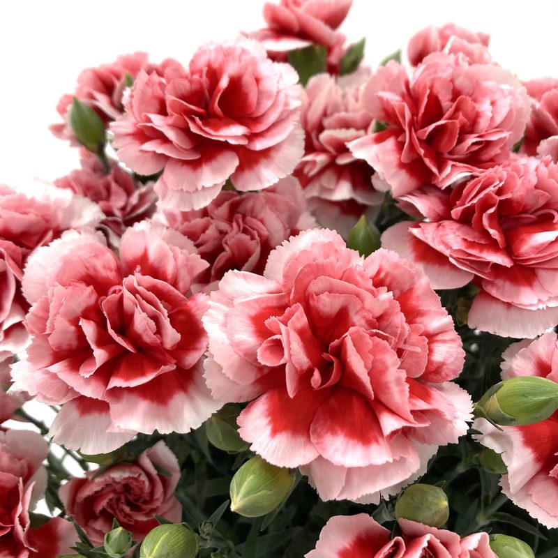 母の日ギフト2025 カーネーション いちごキャンディ 6号|鉢花10-TU