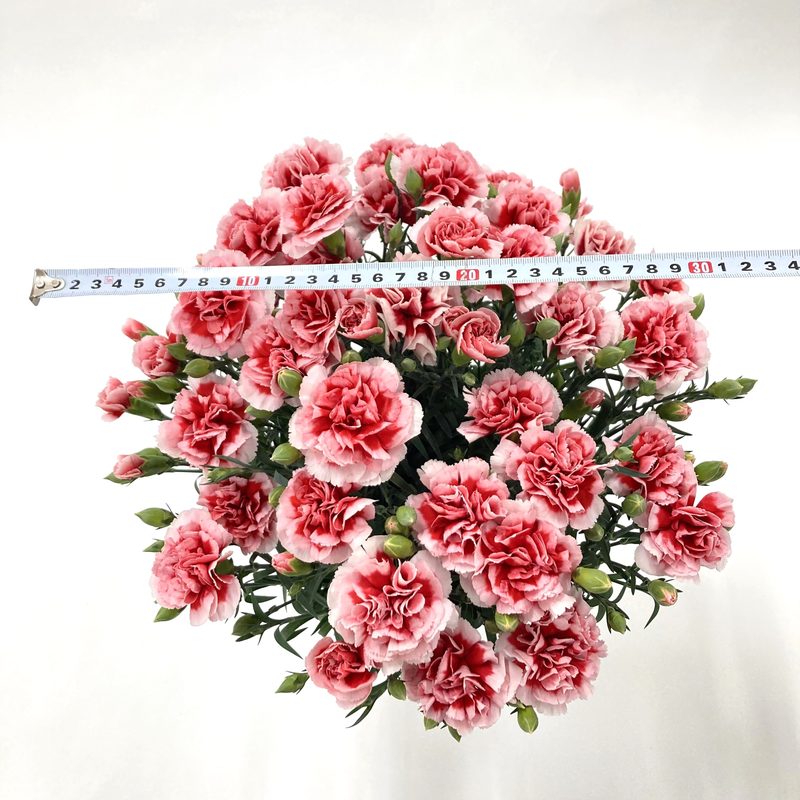 母の日ギフト2025 カーネーション いちごキャンディ 6号|鉢花10-TU