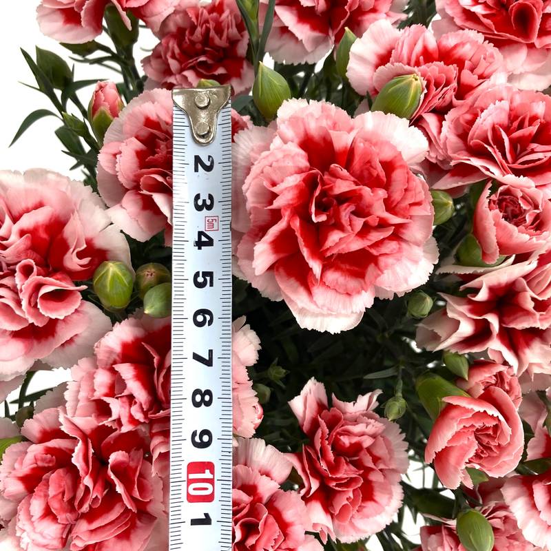 母の日ギフト2025 カーネーション いちごキャンディ 6号|鉢花10-TU