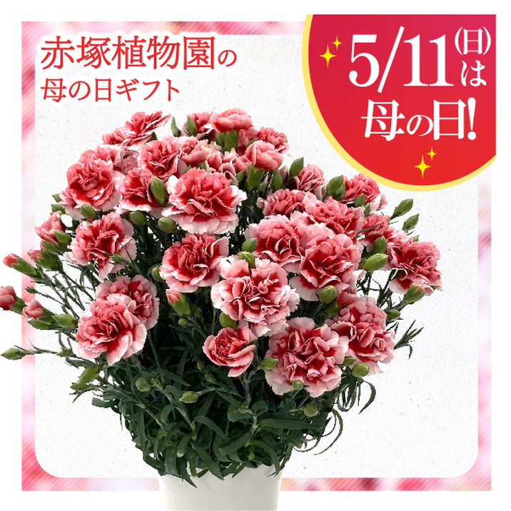 母の日ギフト2025 カーネーション いちごキャンディ 6号|鉢花10-TU