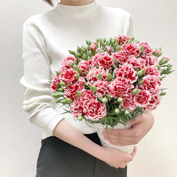 母の日ギフト2025 カーネーション いちごキャンディ 6号|鉢花10-TU