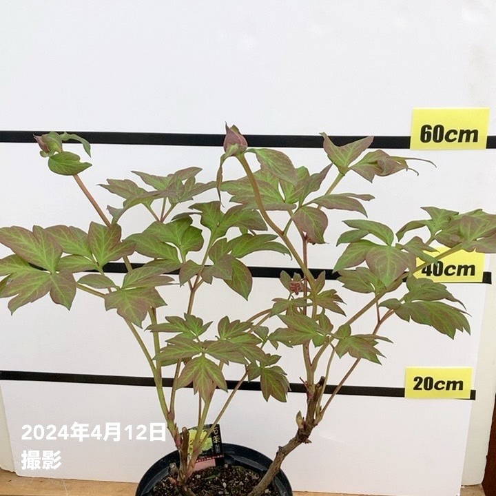 大鉢　化粧鉢　牡丹　芍薬　ぼたん　しゃくやく　直径約34センチ　約2センチ欠け有 国華園オンラインショップ / 牡丹・芍薬